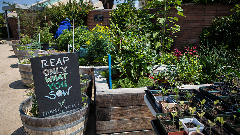 Organic Learning Garden at SMC