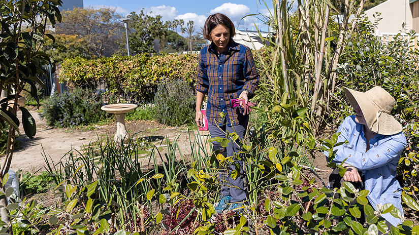 SMC Garden