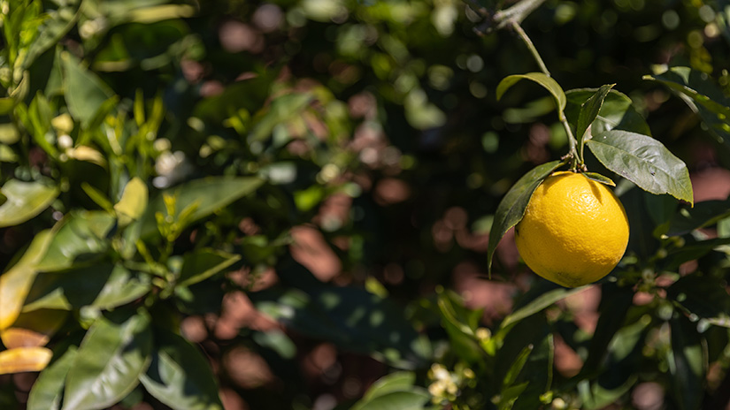 SMC Garden lemon tree